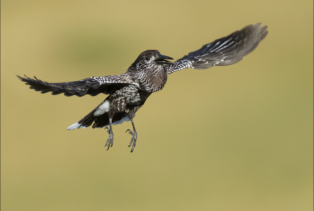 Casse Noix Moucheté
